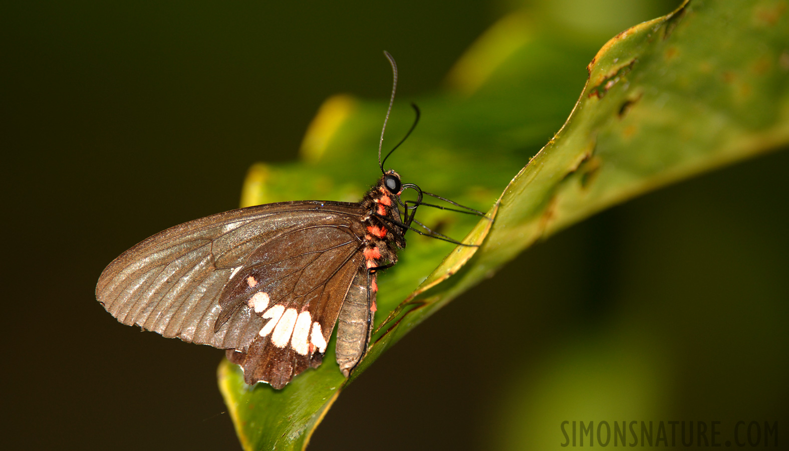 Papilio anchisiades idaeus [400 mm, 1/60 Sek. bei f / 4.0, ISO 250]